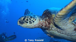 lovely Green Turtle in Oahu (Hawaii)
The eye is so human... by Tony Ronald 